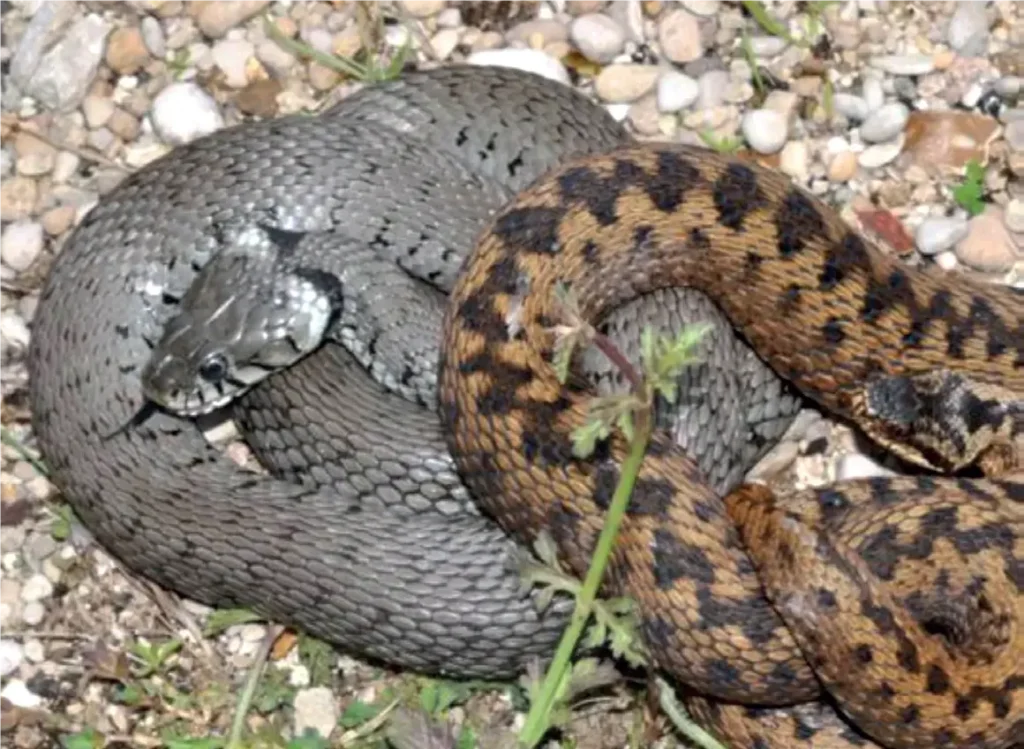 Solution contre les serpents à Casablanca