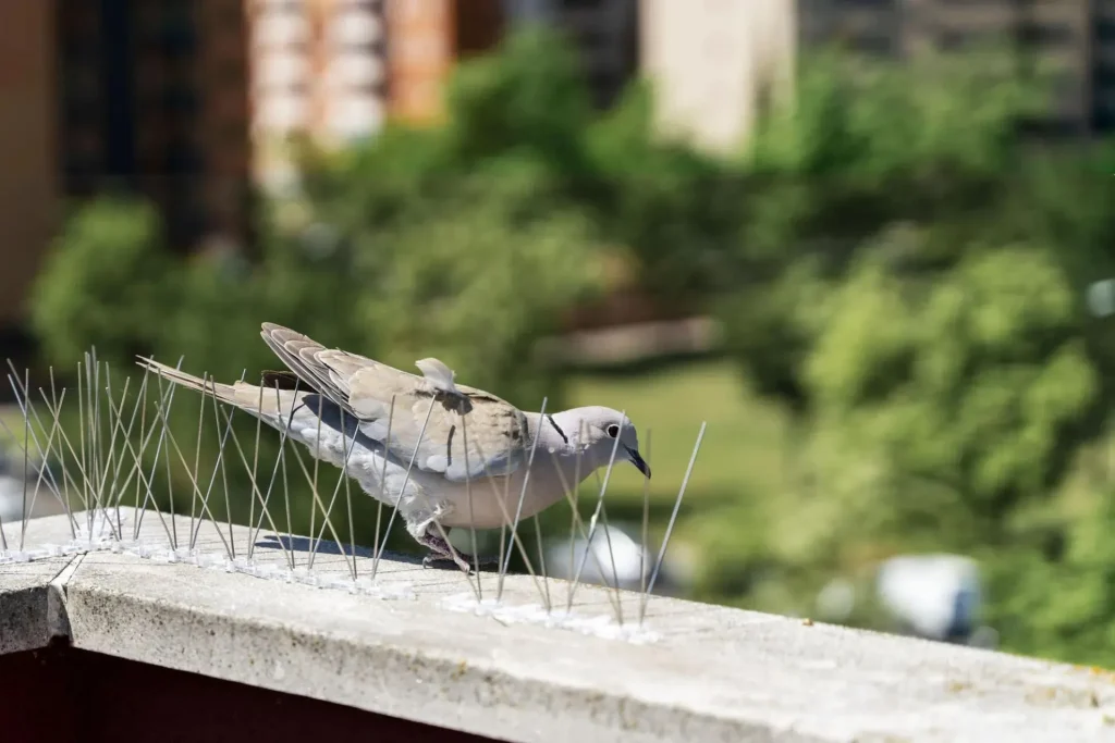 Solution contre les pigeons Casablanca