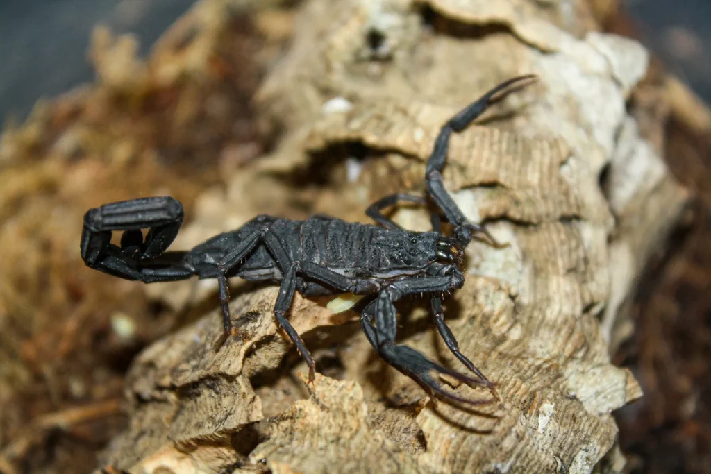 ANTI SCORPION