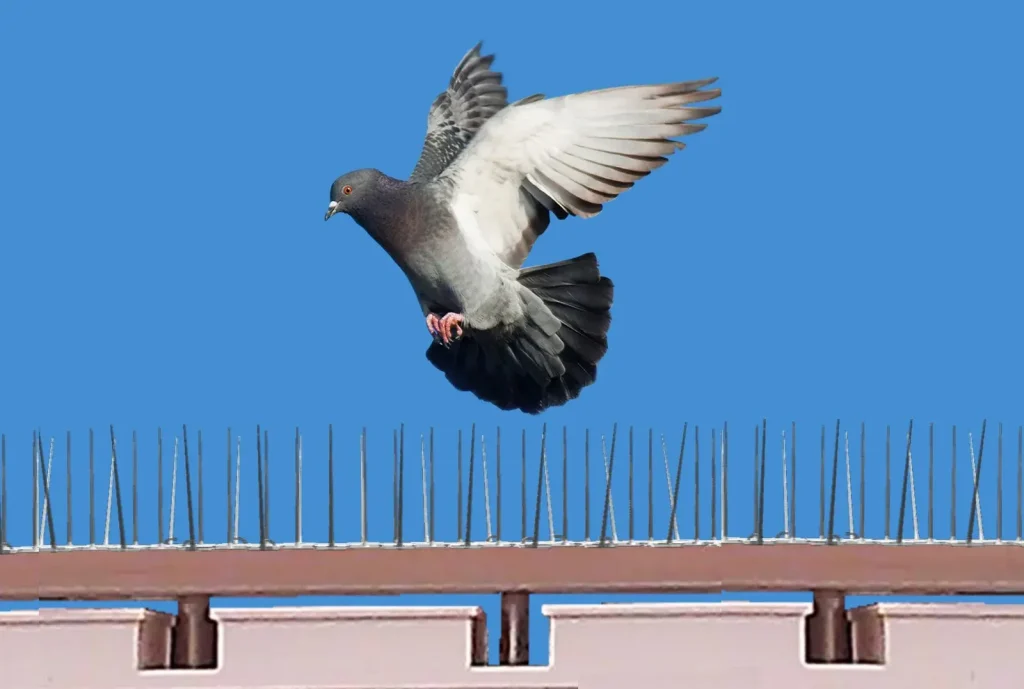 Solution contre les pigeons Casablanca