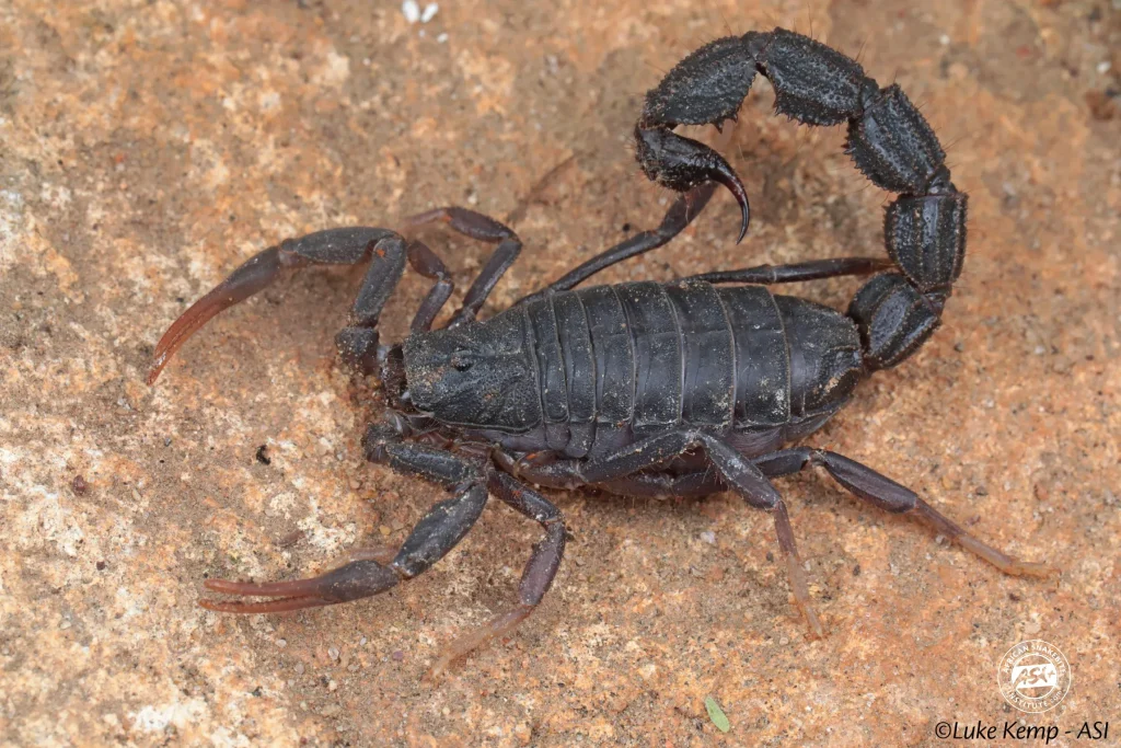 ANTI SCORPION