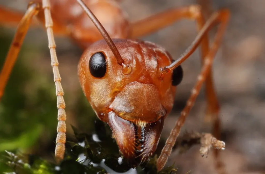 Société de traitement contre fourmis à Casablanca