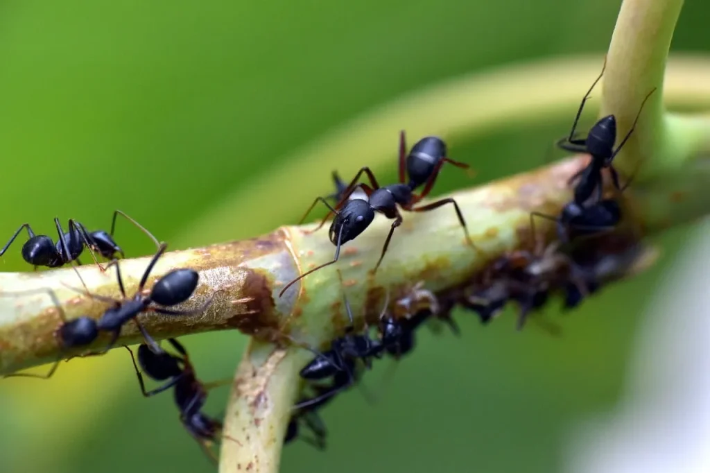 Société de traitement contre fourmis à Casablanca