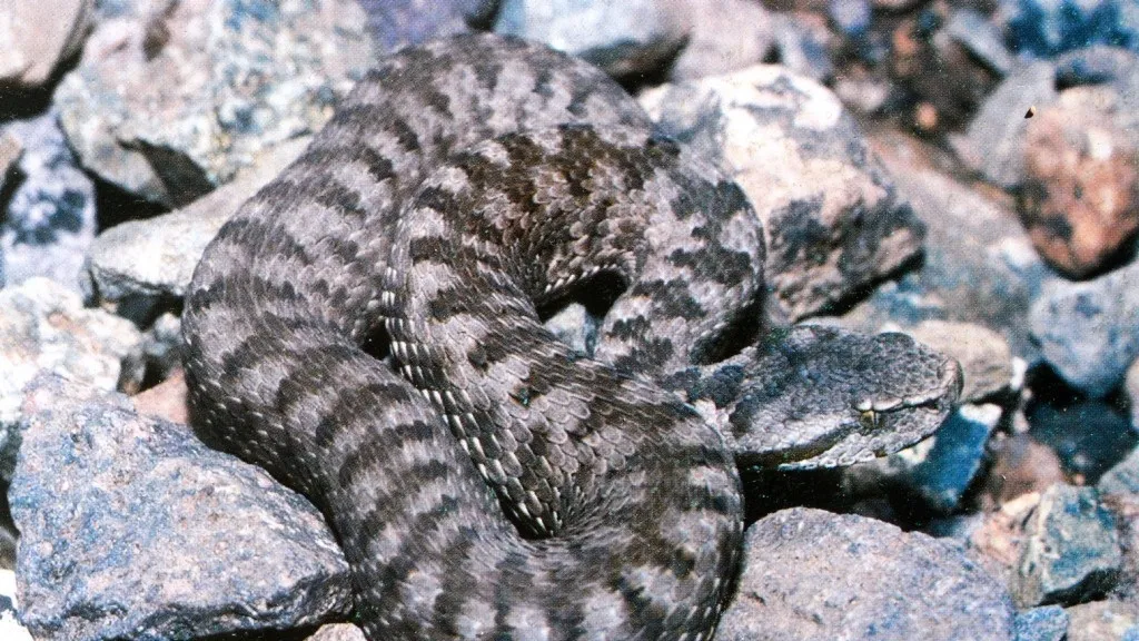 Solution contre les serpents à Casablanca